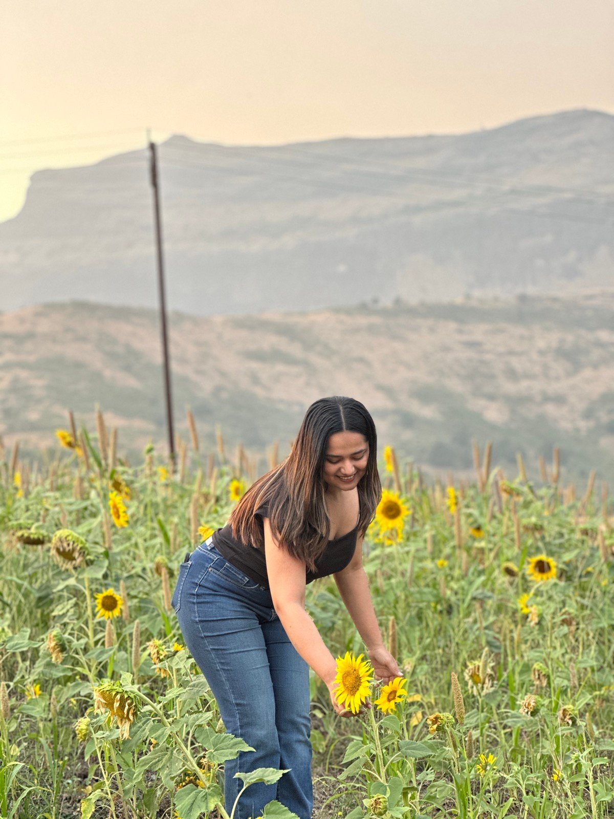 Sunflower fields